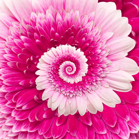 Inspirational designs, illustrations, and graphic elements from the world's best designers. Flowers Blooming Gifs Get The Best Gif On Gifer
