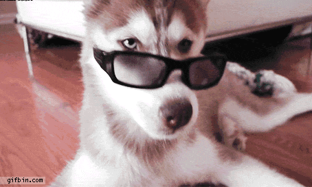 Gif Tiere Animais Dog Animated Gif On Gifer By Baril