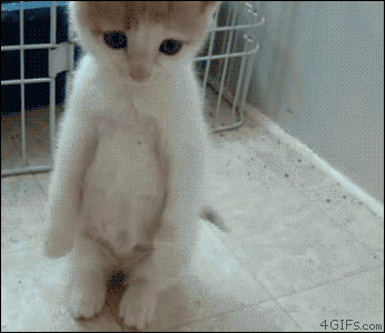 wallpapers Sad Cute Gif Images sad cat cute gif on gifer by ghozius