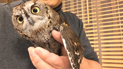 Superb Owl Gif On Gifer By Cobor