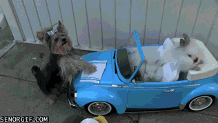 rabbitsdogs wash rabbit gif on gifer - by faujin on dog car wash gif