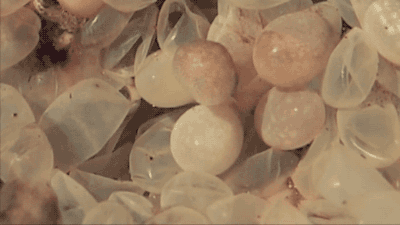 Tiere Animais Animaux Gif On Gifer By Arak