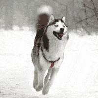 photo Cute Dog Wagging Tail Gif wagging tail gifs get the best gif on