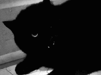 images Satanic Cat Pfp satan cat gifs get the best gif on gifer