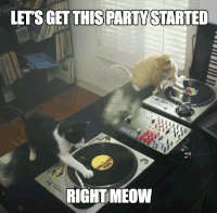 Happy Birthday Cat Gifs Get The Best Gif On Gifer
