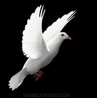 picture Dove Animated Flying Bird Gif Transparent transparent birds gifs get the best