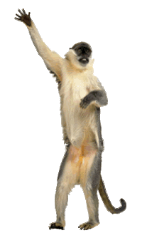 Skypedancing Monkey GIFs - Get The Best Gif On GIFER Skypedancing Monkey GIFs - Get The Best Gif On GIFER
