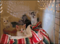 Koko The Gorilla Gifs Hole Dir Die Besten Gifs Auf Gifer
