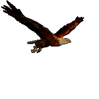 photo Dove Animated Flying Bird Gif Transparent gifer
