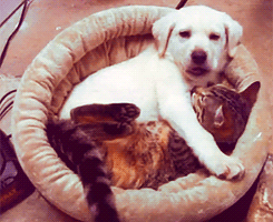 pix Dog And Cat Hug Gif gifer