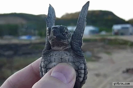 Gif Baby Turtle Adorable Tortue Ninja Animated Gif On Gifer By Paindragon