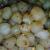 Cimol Bojot Original
