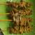 Sate Usus