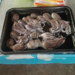 baby octopus - Mr.Cumi Bakar