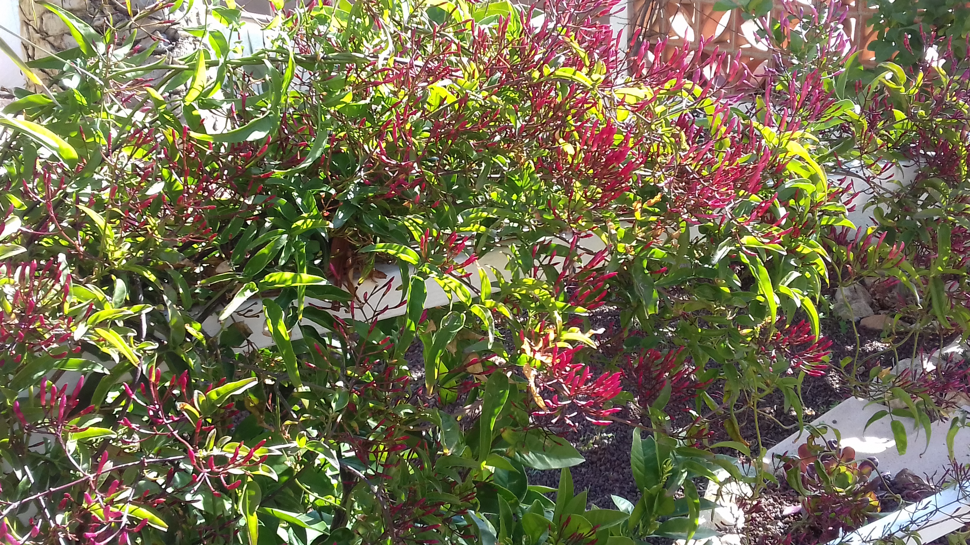 Tout Savoir Sur Les Plantes Mediterraneennes Truffaut