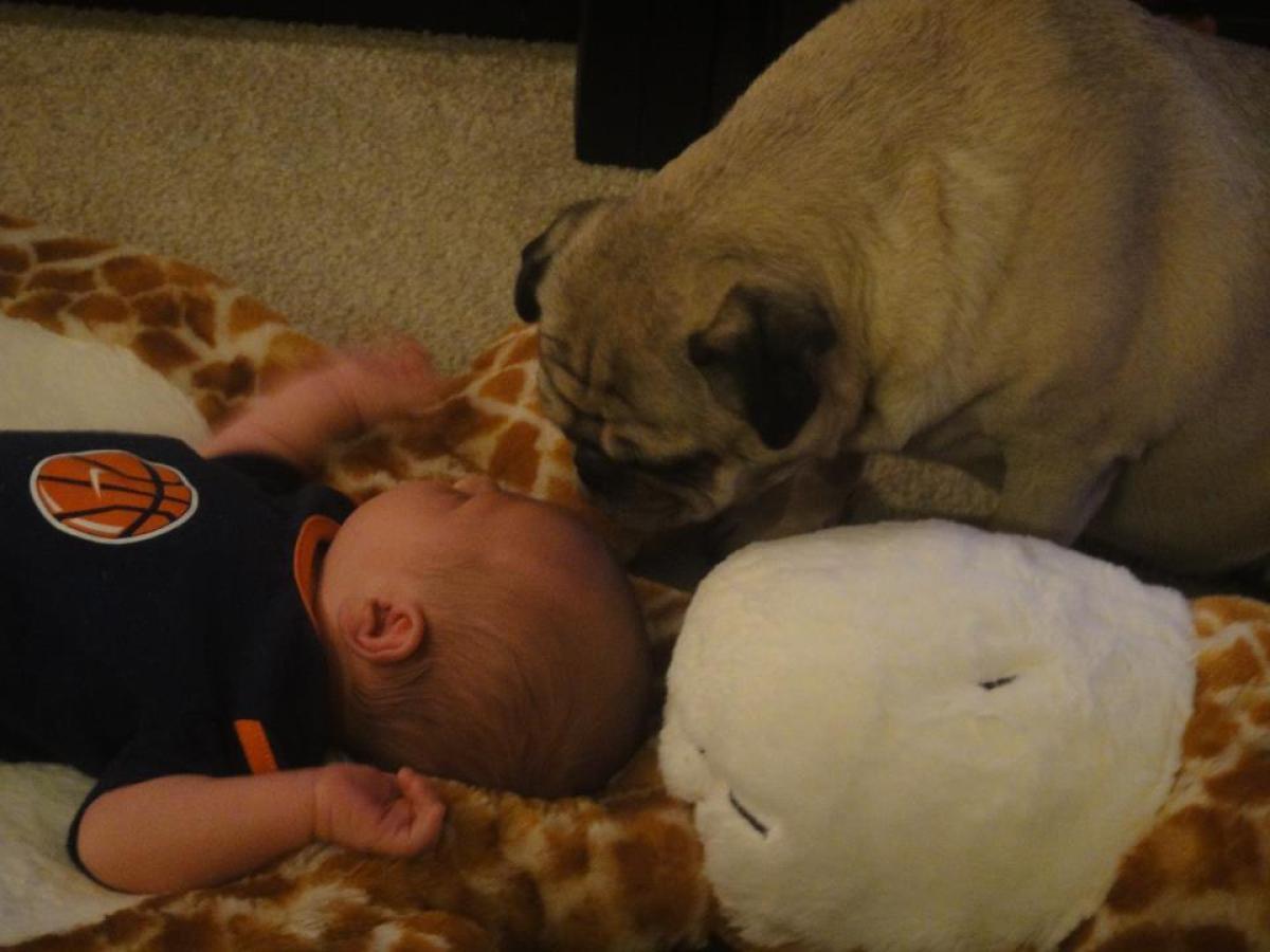 dog and baby