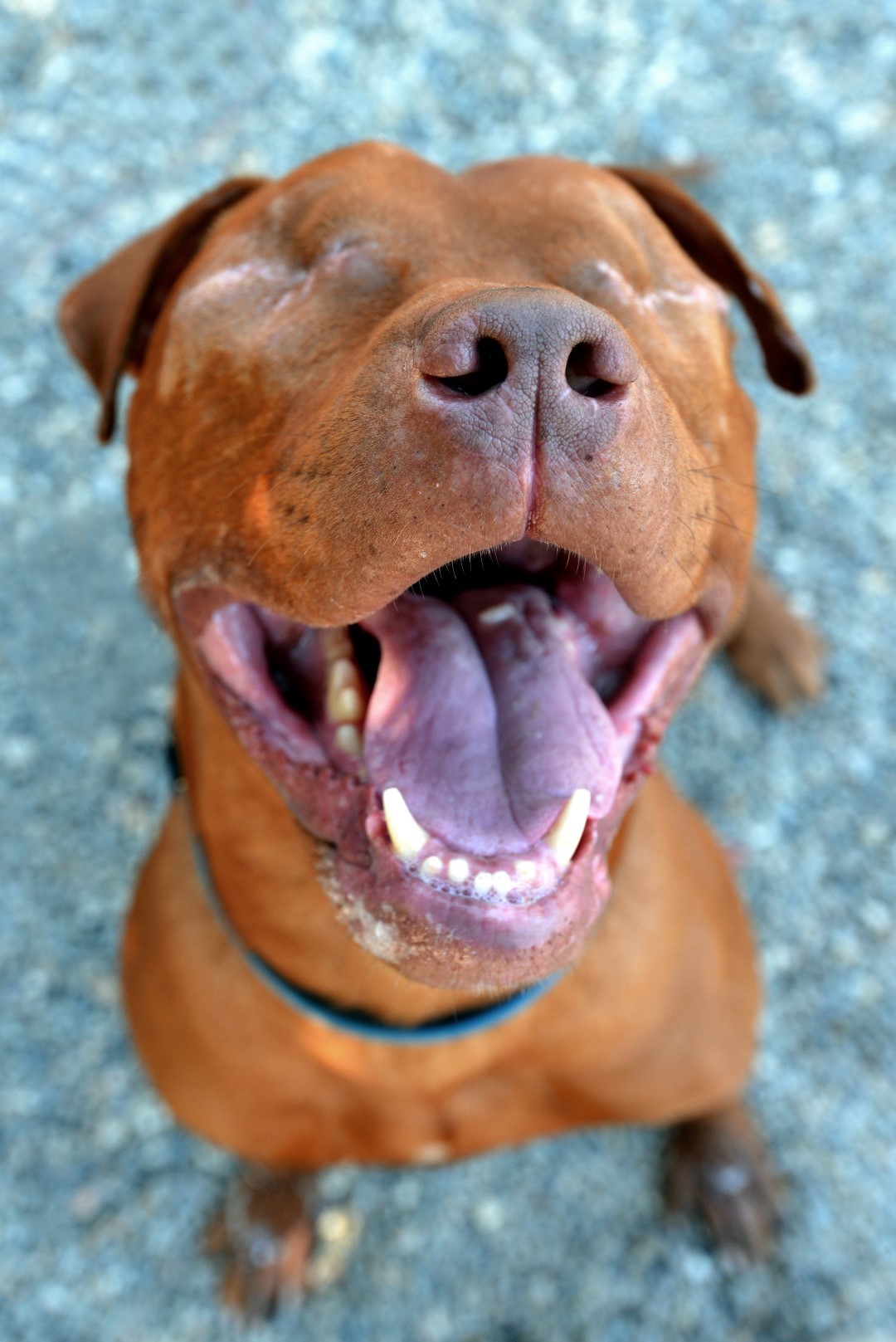 These moving photos capture the beauty of special needs cats