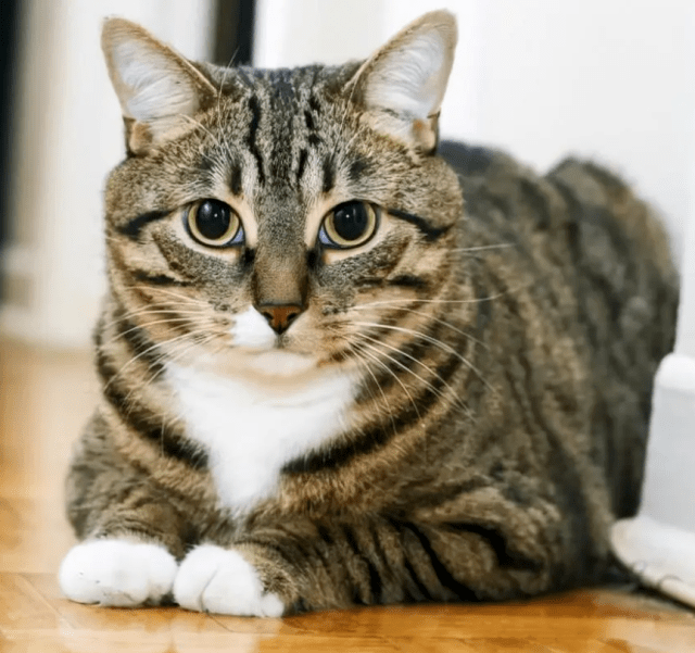 Dragon Li cat