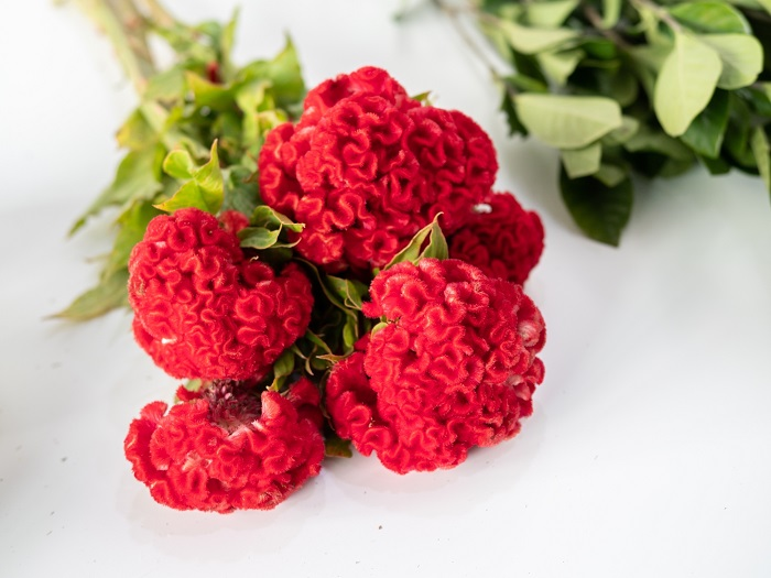 Cockscomb