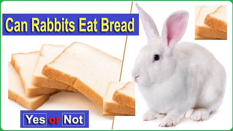 Can Rabbits Eat Bread