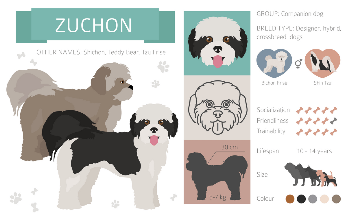 Zuchon