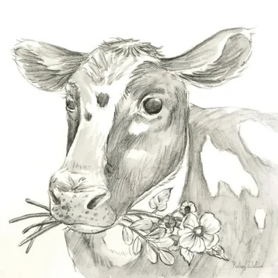 Cow Pencil Drawing