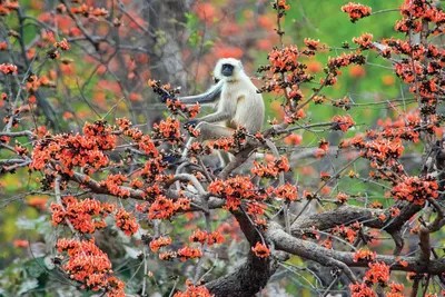 Premium Photo Indian Youngmonkey Seating On Tree Asia Monkey - Full HD Landscape Pictures for Desktop