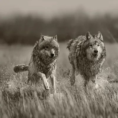 Creative lead it's a good thing she sent this to her mom instead of the dairy! Gray Wolves Running Through Water Canvas Wall Art Tim Fitzharris