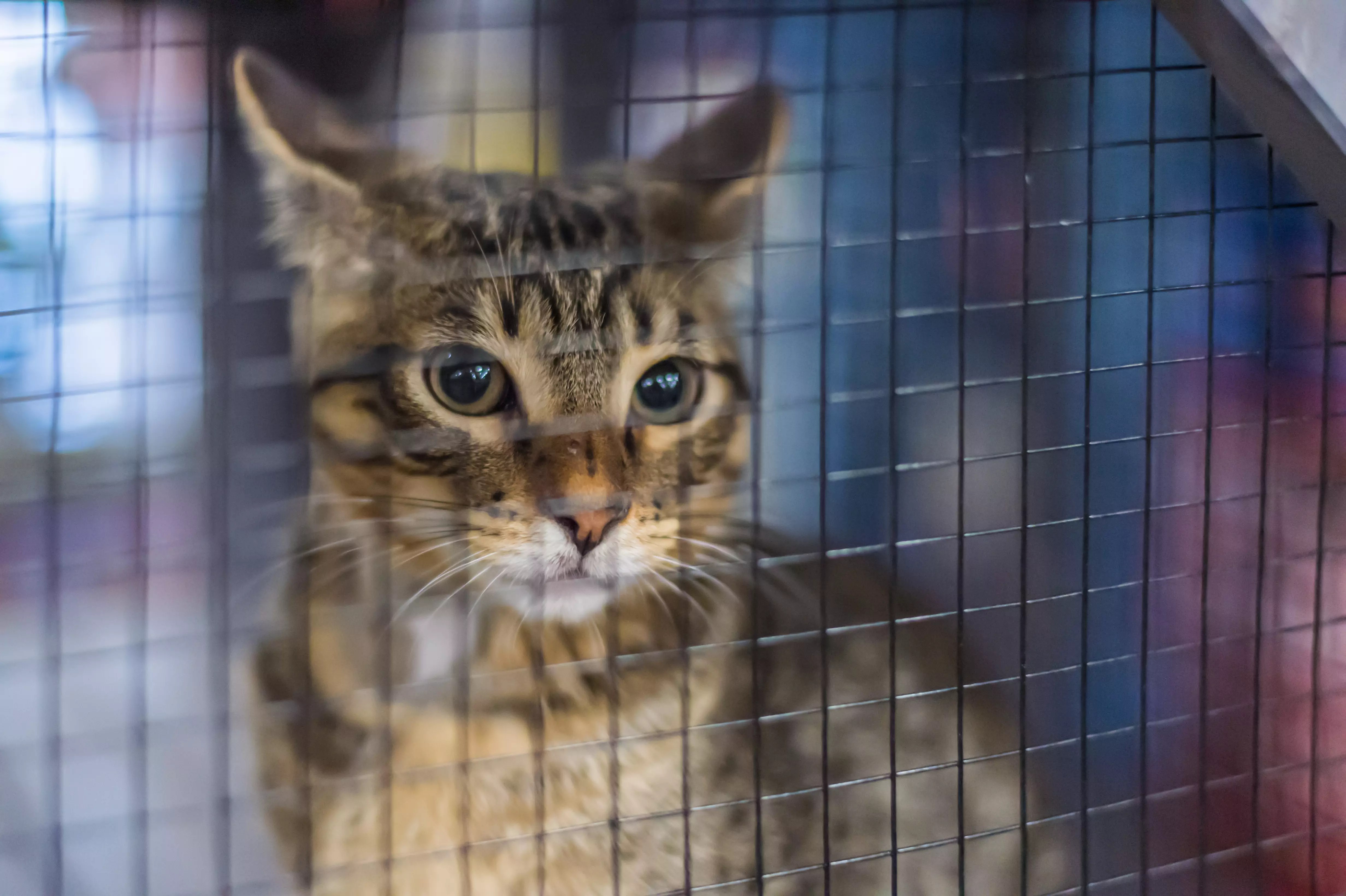 Dozens of Animals Rescued from Horrific Conditions in Sandy Creek, NY; Man Charged with Animal Cruelty