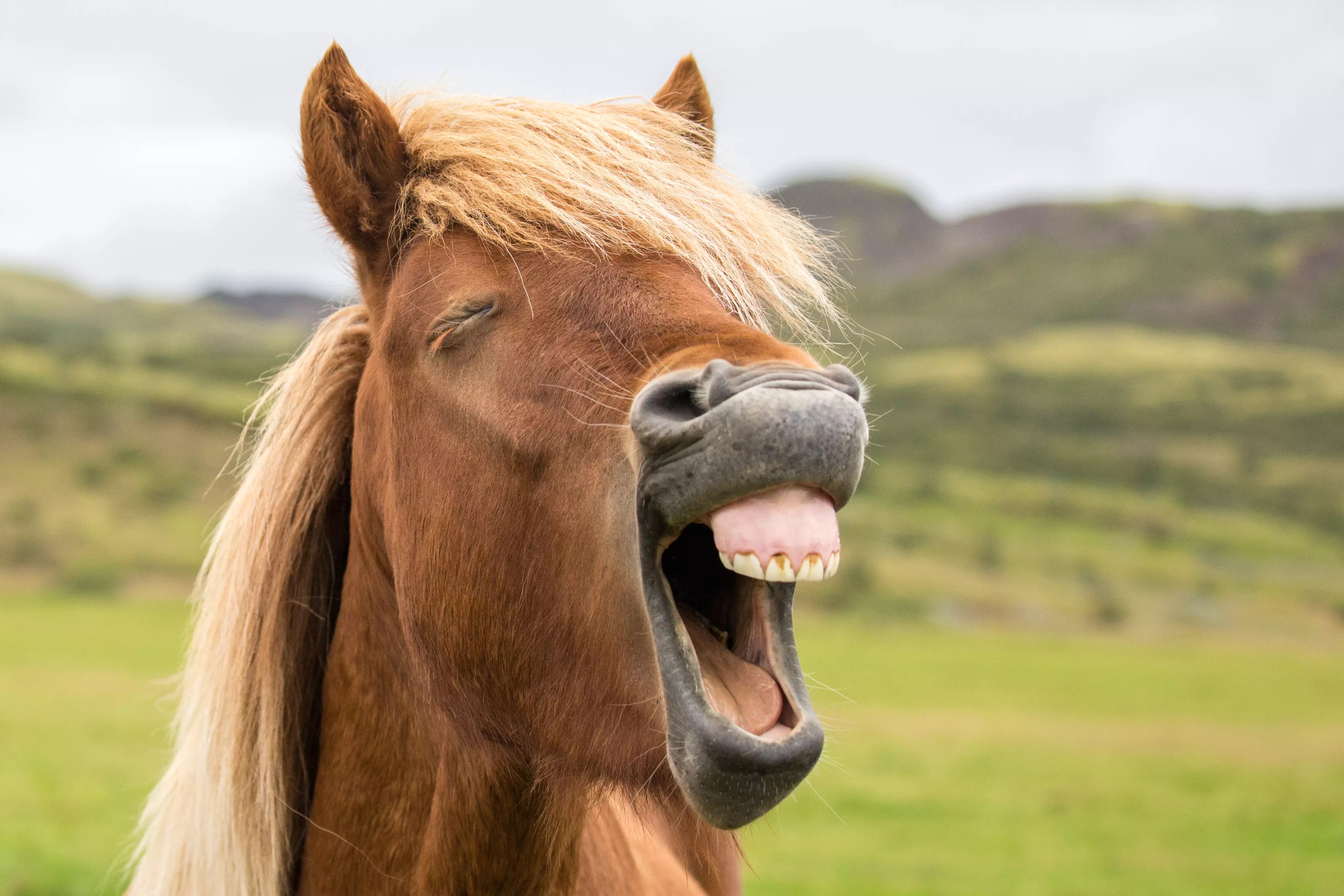 Bradenton Reviews Environmental Impact of Horseback Riding in Palma Sola Bay