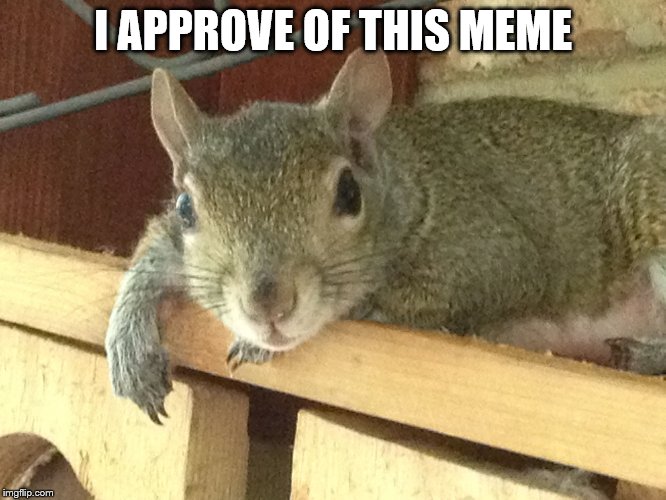 A list of hilarious and funny working from home (wfh) memes to get you through staying home. Squirrel Retaliation - Imgflip