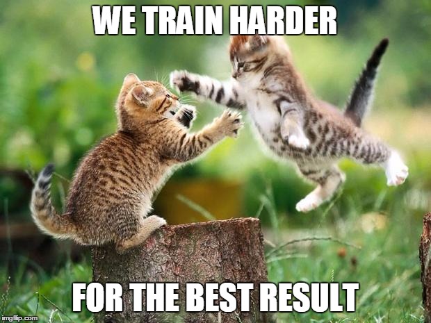 Cats Training Imgflip Cats Training Imgflip