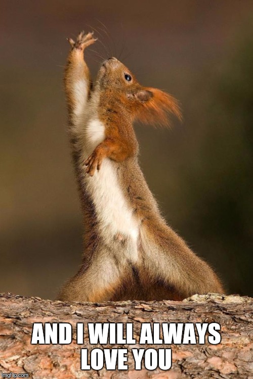 Dancing squirrel