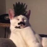 Kid cat meme generator