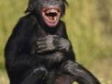 Laughing Monkey Meme Generator Imgflip