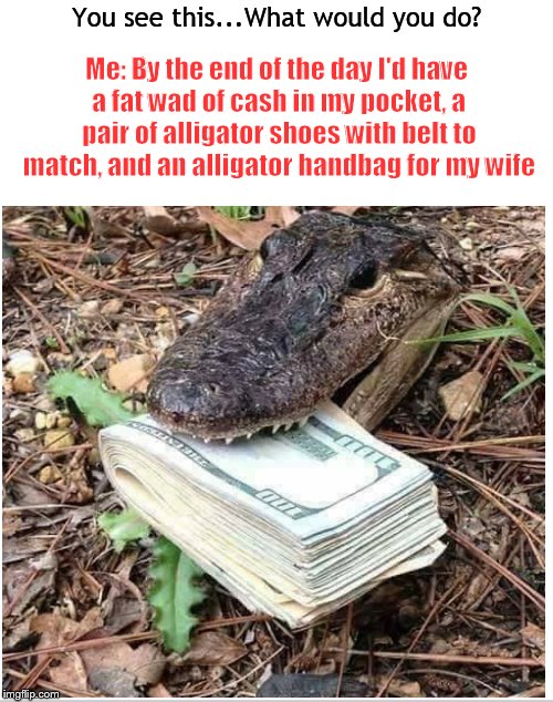 Except for when his eyes are shut, boots' eyes are always staring up in a joyful manner. This Gator Gon Learn Today Imgflip