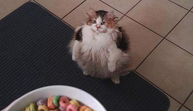 It's not monday and, for some, it's taco tuesday. "fat" Meme Templates - Imgflip