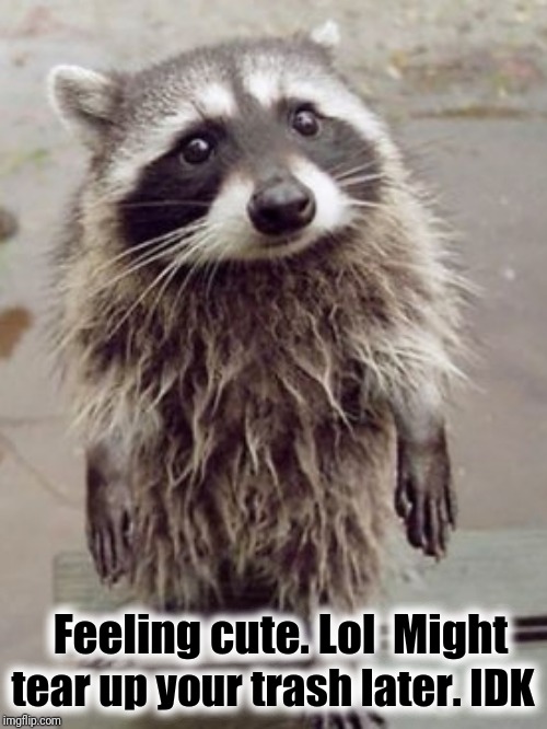 From pokemon and sailor moon to dragon ball z and studio ghibli, anime films and series hav. Feeling Cute Racoon Memes Gifs Imgflip