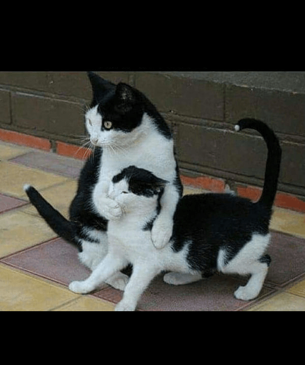 Cat shut up blank template