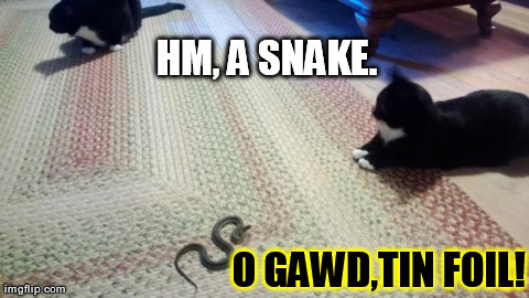 Cat Priorities