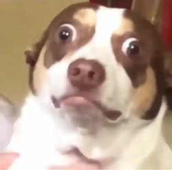 Make caught in 4k mrbeast memes or upload your own images to make custom memes. Caught Meme Templates Imgflip