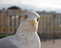 Make custom memes, add or upload photos with our modern meme generator! "seagull" Meme Templates - Imgflip