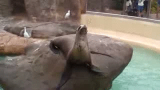 Have you ever seen an animal wave hello or goodbye? Animalswaving