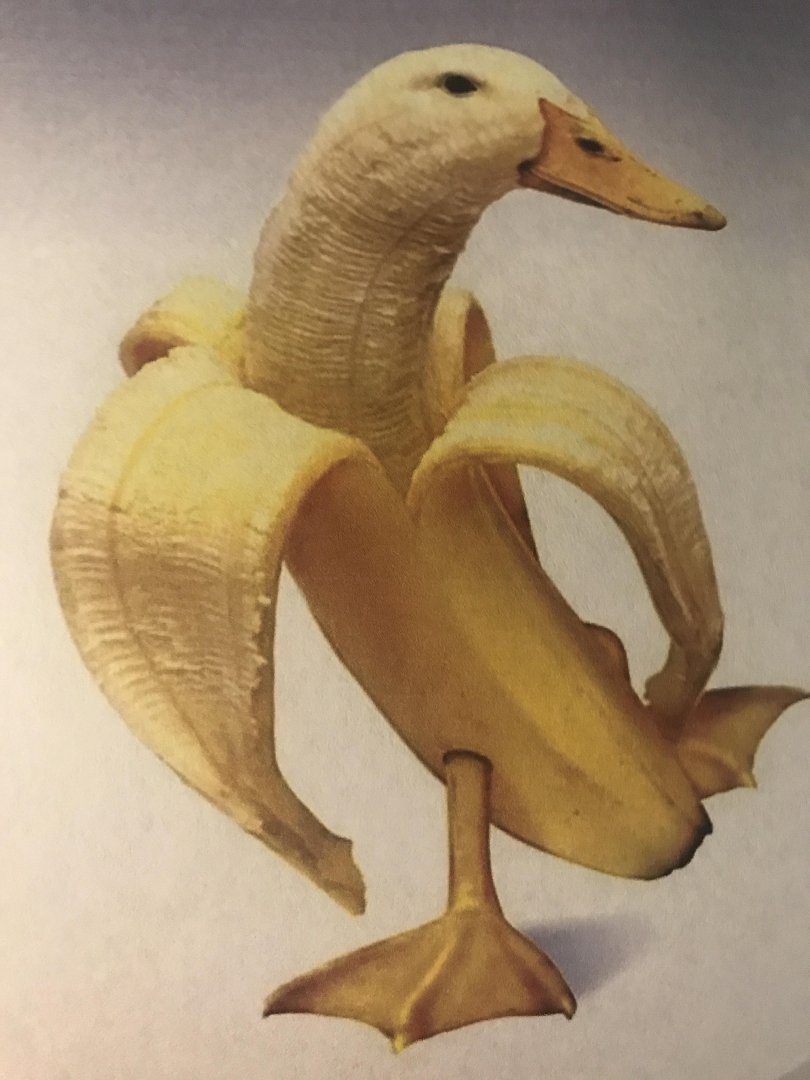 The most comprehensive image search on the web. Banana Duck Blank Template Imgflip