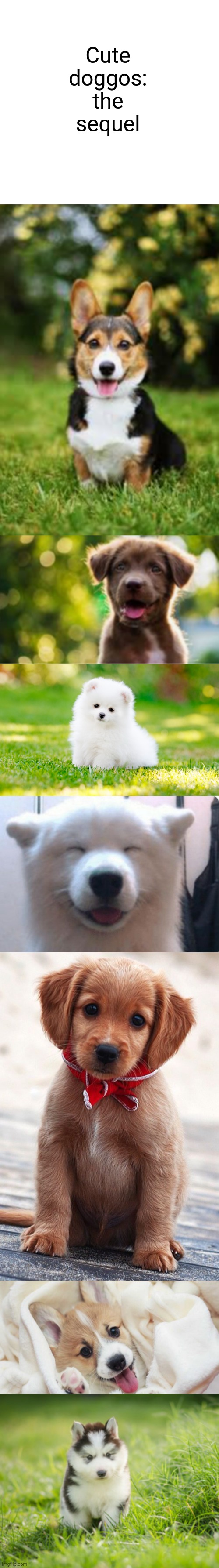 He looks totally blissed out. The world can never have enough cute doggos - Imgflip