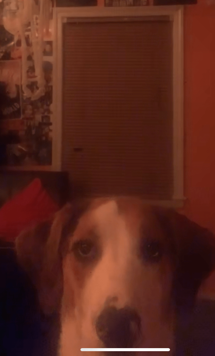 Both have provided services and companionship to humans for many centuries. Whatdog Blank Template Imgflip