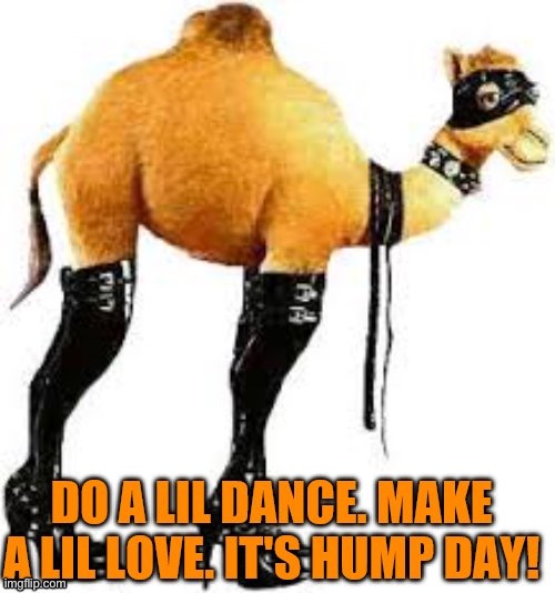Nothing ruins hump day sensiivity like not . Sexstream Happy Hump Day Memes Gifs Imgflip