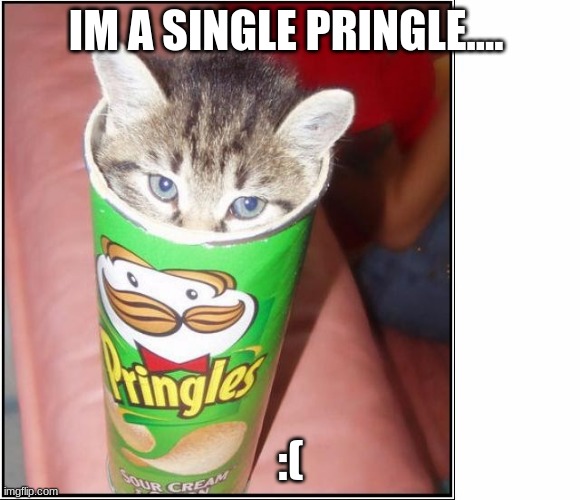 Image tagged in cat pringles