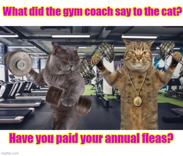 Cats Gym Memes Gifs Imgflip Cats Gym Memes Gifs Imgflip