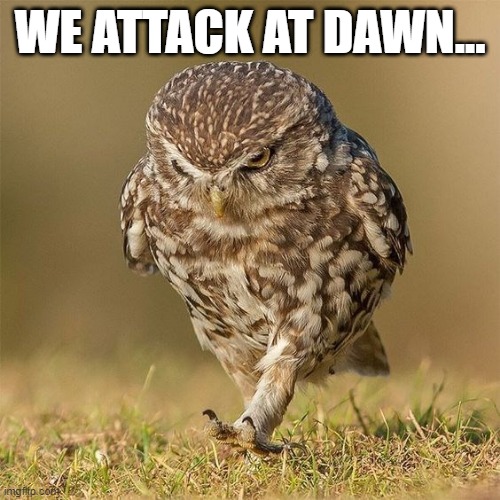 Funny Animal Meme Memes Gifs Imgflip